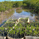 la mangrove de Tina démontre l’efficacité des solutions naturelles contre l’érosion côtière
