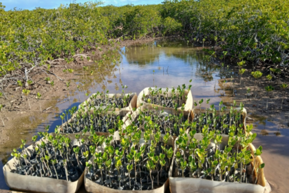 la mangrove de Tina démontre l’efficacité des solutions naturelles contre l’érosion côtière