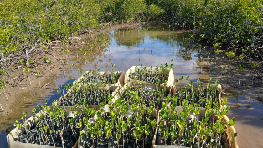 la mangrove de Tina démontre l’efficacité des solutions naturelles contre l’érosion côtière