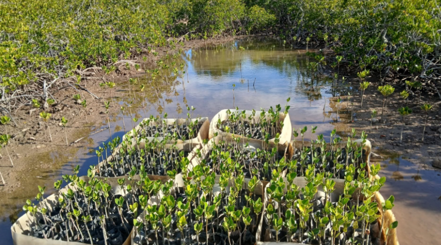 la mangrove de Tina démontre l’efficacité des solutions naturelles contre l’érosion côtière
