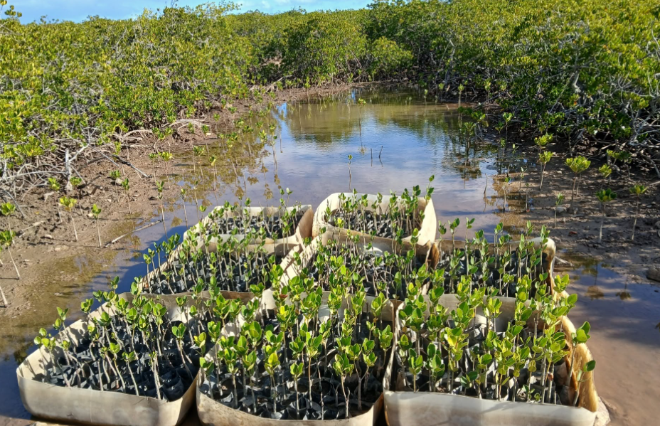 la mangrove de Tina démontre l’efficacité des solutions naturelles contre l’érosion côtière