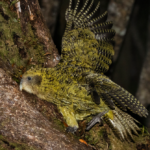Le kakapo atteint 325 individus grâce à une saison de reproduction record.