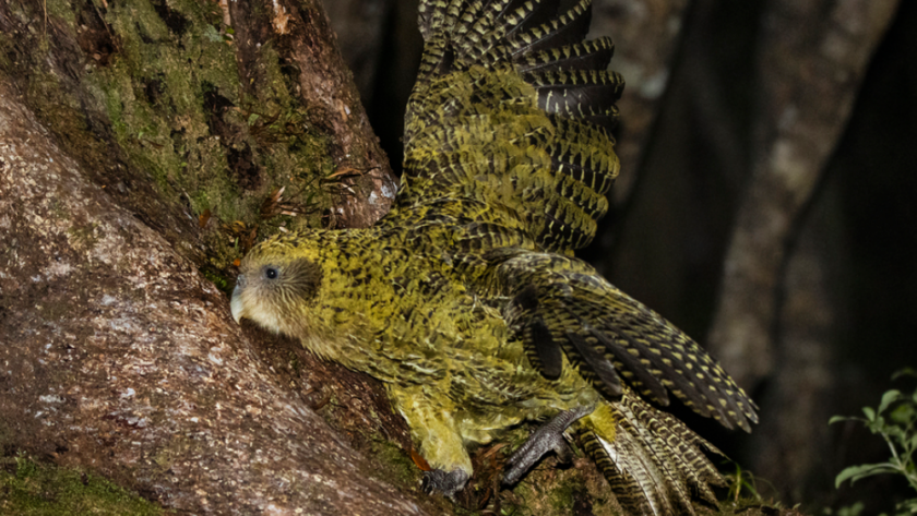 Le kakapo atteint 325 individus grâce à une saison de reproduction record.