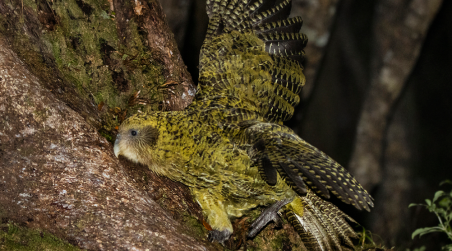 Le kakapo atteint 325 individus grâce à une saison de reproduction record.