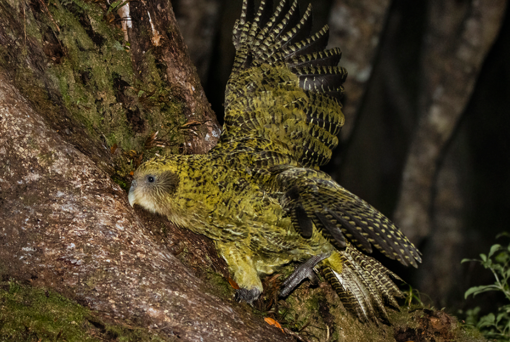 Le kakapo atteint 325 individus grâce à une saison de reproduction record.