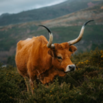 En Galice, les vaches Cachena, les chèvres et les moutons réduisent naturellement les risques d’incendies