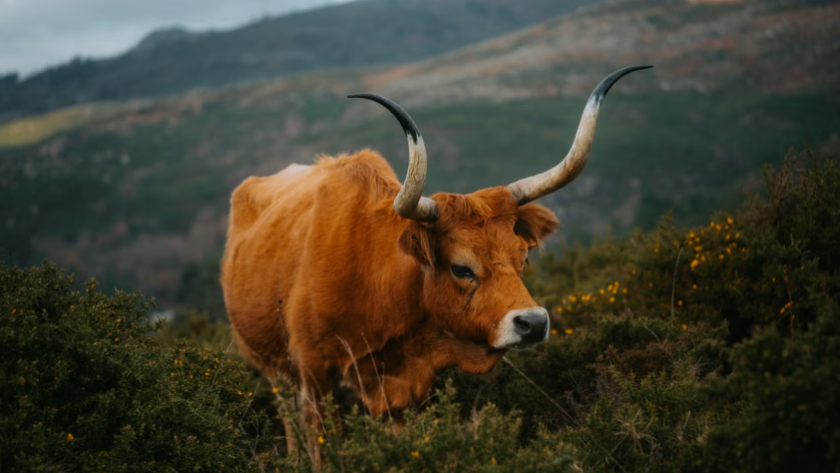 En Galice, les vaches Cachena, les chèvres et les moutons réduisent naturellement les risques d’incendies