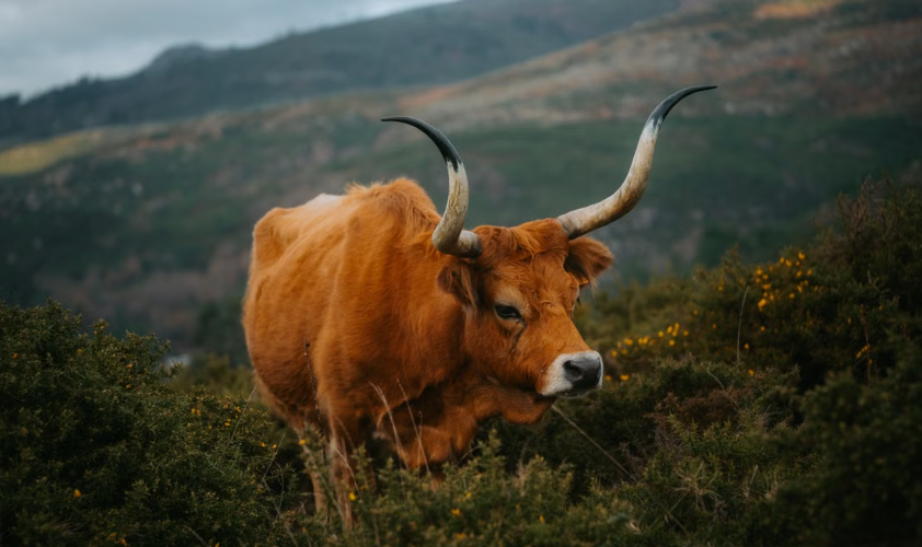 En Galice, les vaches Cachena, les chèvres et les moutons réduisent naturellement les risques d’incendies