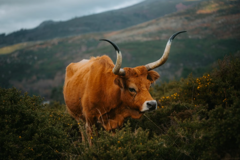 En Galice, les vaches Cachena, les chèvres et les moutons réduisent naturellement les risques d’incendies