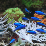 les poissons-demoiselles accélèrent jusqu’à 55 % la guérison des coraux blessés
