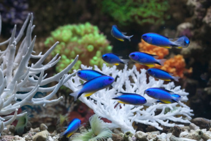 les poissons-demoiselles accélèrent jusqu’à 55 % la guérison des coraux blessés