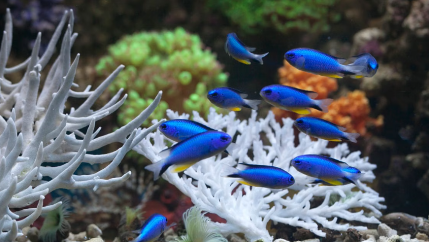 les poissons-demoiselles accélèrent jusqu’à 55 % la guérison des coraux blessés