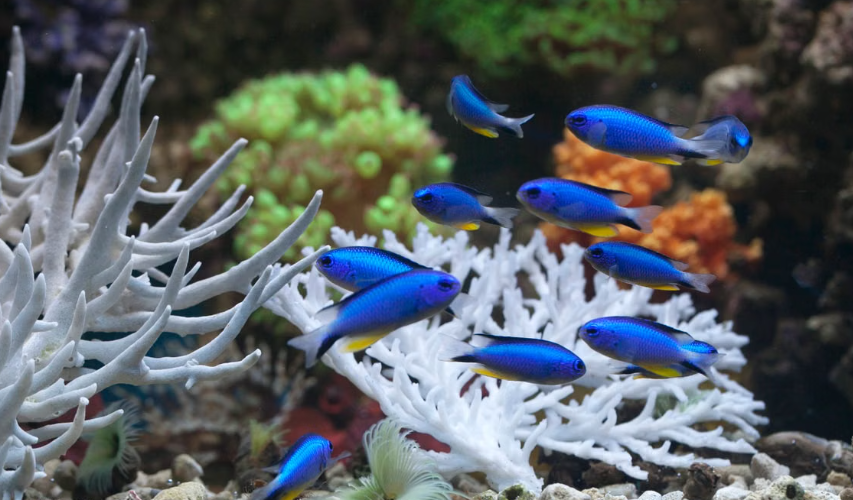 les poissons-demoiselles accélèrent jusqu’à 55 % la guérison des coraux blessés