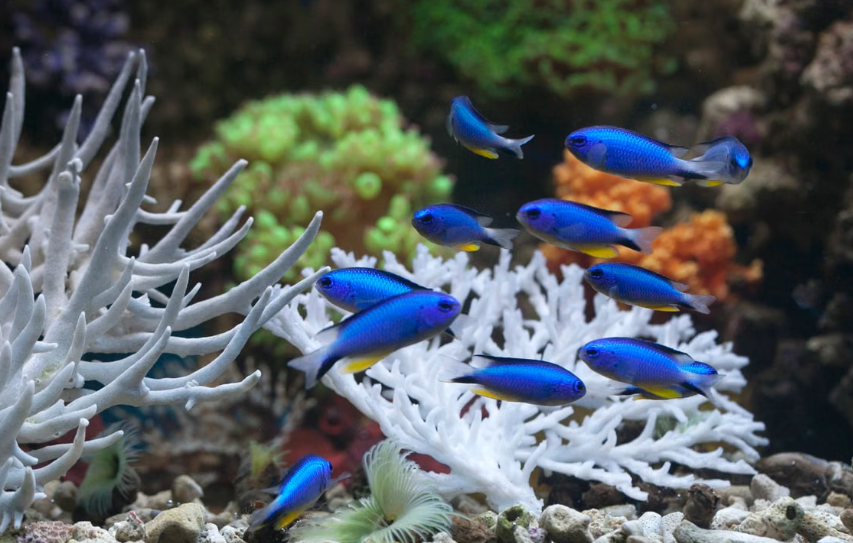 les poissons-demoiselles accélèrent jusqu’à 55 % la guérison des coraux blessés
