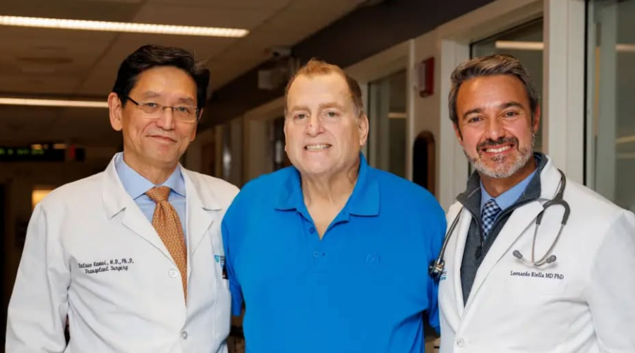 Un rein de porc génétiquement modifié a permis à un patient de vivre neuf mois sans dialyse