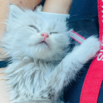 le chaton Saumos a été sauvé par les pompiers de Bassens