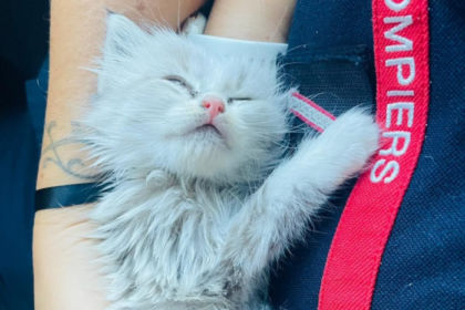 le chaton Saumos a été sauvé par les pompiers de Bassens