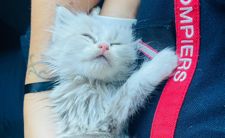le chaton Saumos a été sauvé par les pompiers de Bassens