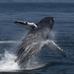 Plus de 2 000 animaux marins observés dans un sanctuaire de l’Atlantique