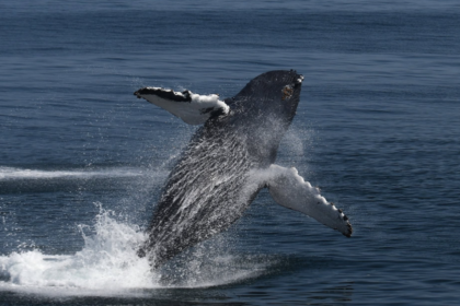 Plus de 2 000 animaux marins observés dans un sanctuaire de l’Atlantique