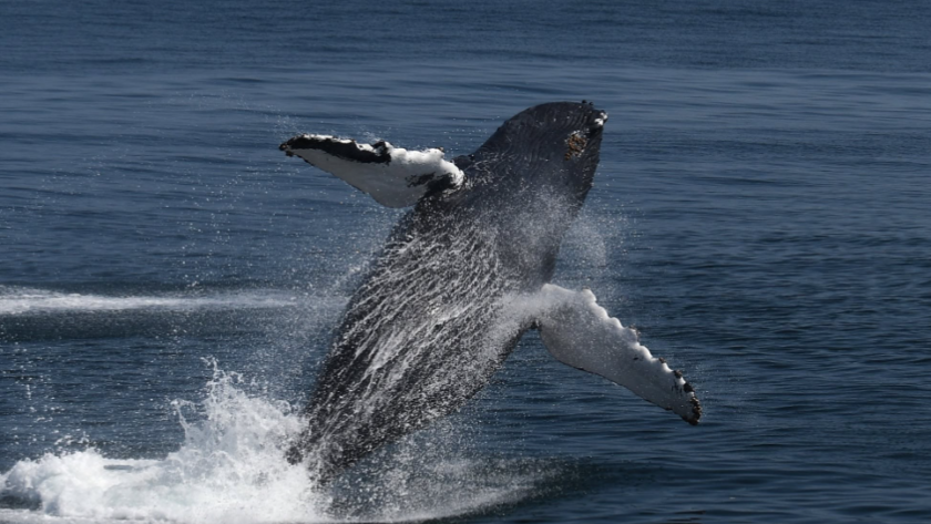 Plus de 2 000 animaux marins observés dans un sanctuaire de l’Atlantique