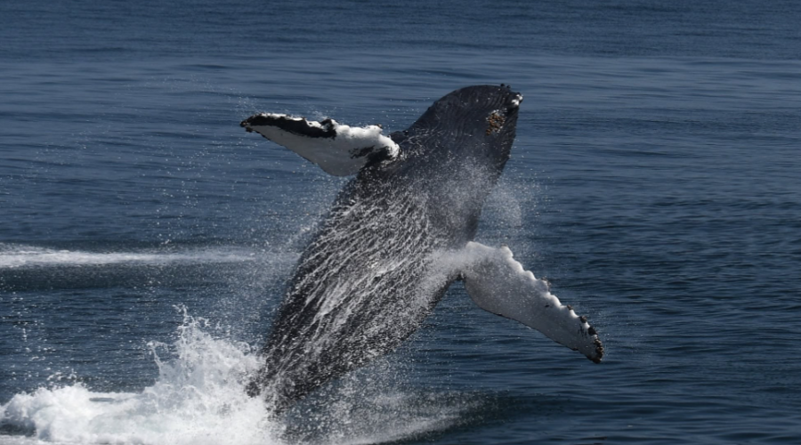 Plus de 2 000 animaux marins observés dans un sanctuaire de l’Atlantique