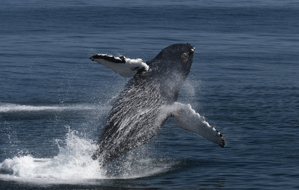 Plus de 2 000 animaux marins observés dans un sanctuaire de l’Atlantique