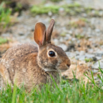 le Var suspend la chasse au petit gibier pendant un an
