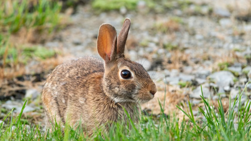 le Var suspend la chasse au petit gibier pendant un an