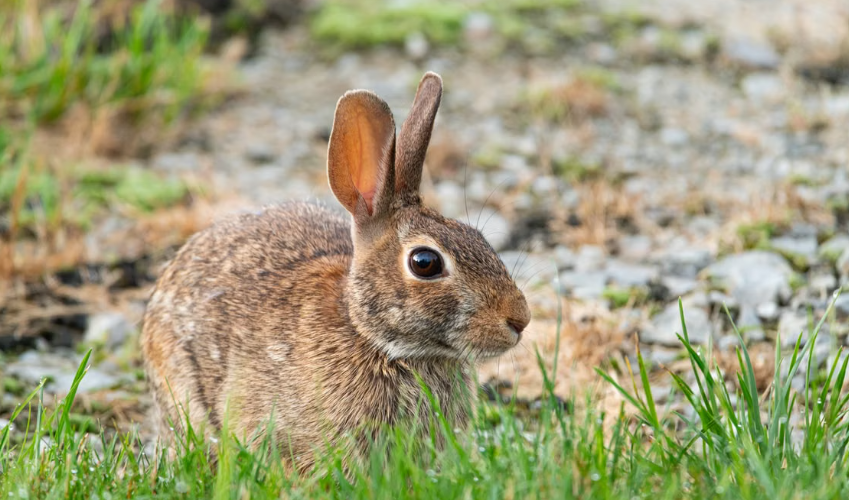 le Var suspend la chasse au petit gibier pendant un an