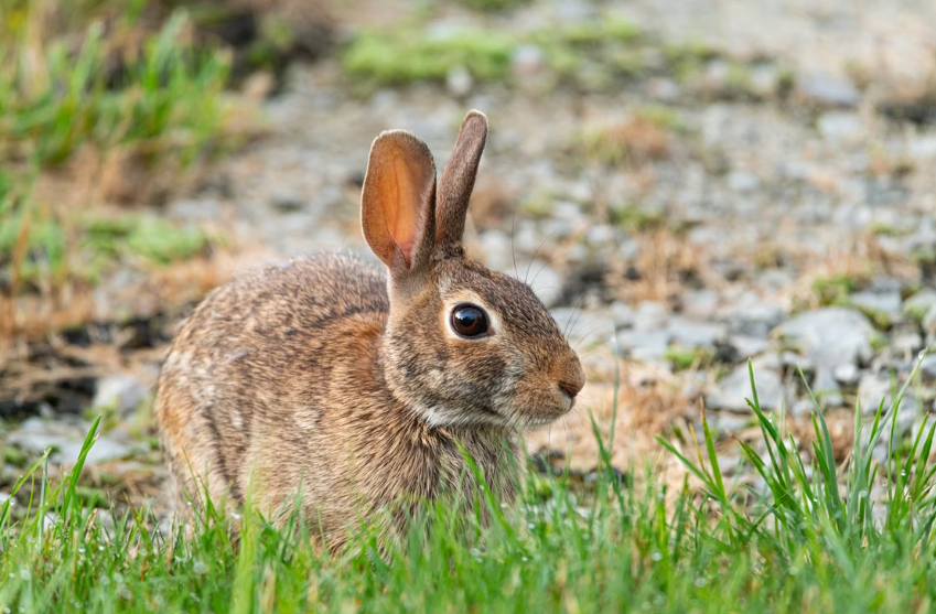 le Var suspend la chasse au petit gibier pendant un an