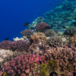 Des probiotiques pour aider les coraux à résister aux vagues de chaleur