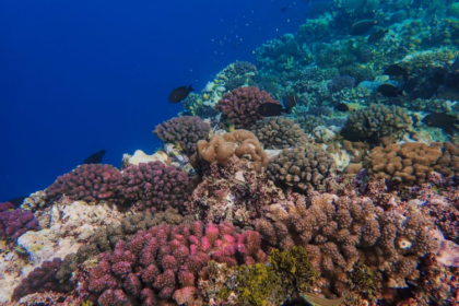 Des probiotiques pour aider les coraux à résister aux vagues de chaleur