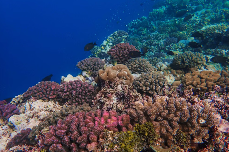 Des probiotiques pour aider les coraux à résister aux vagues de chaleur