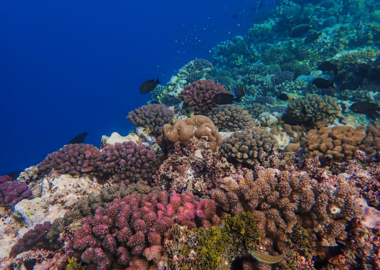 Des probiotiques pour aider les coraux à résister aux vagues de chaleur