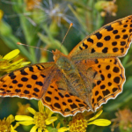 Le Petit nacré (Issoria lathonia) a été observé en Cornouailles.