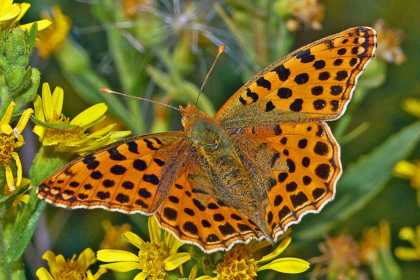 Le Petit nacré (Issoria lathonia) a été observé en Cornouailles.