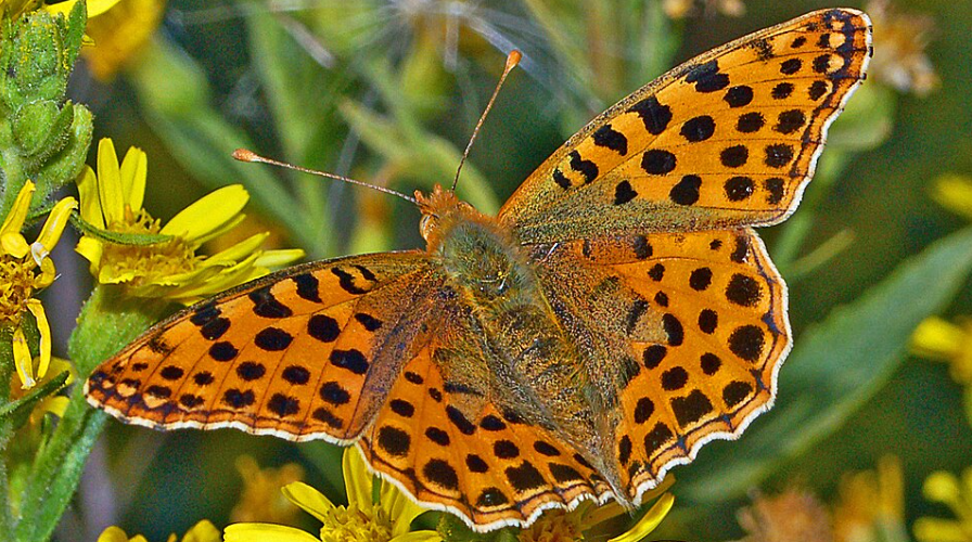 Le Petit nacré (Issoria lathonia) a été observé en Cornouailles.
