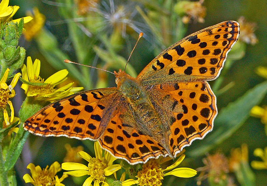 Le Petit nacré (Issoria lathonia) a été observé en Cornouailles.