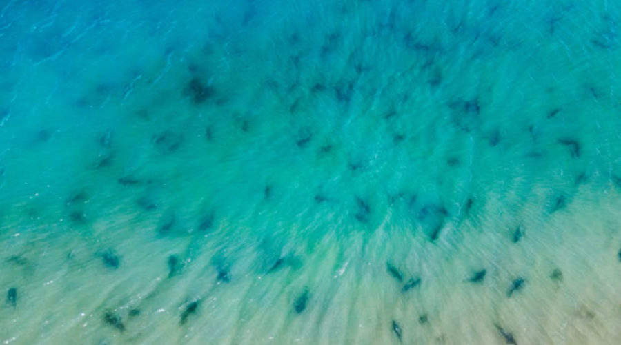 Plus de 500 requins-hâ ont été observés près de l’île de Ré.
