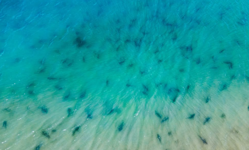 Plus de 500 requins-hâ ont été observés près de l’île de Ré.