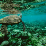Une décision de justice pourrait sauver plus de 1 000 tortues marines par an