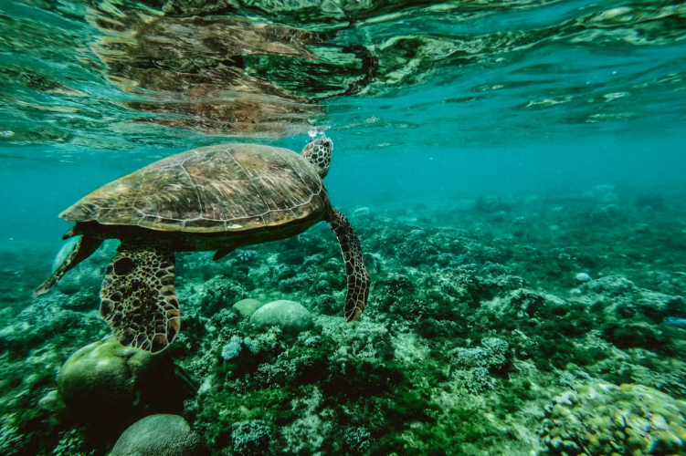 Une décision de justice pourrait sauver plus de 1 000 tortues marines par an