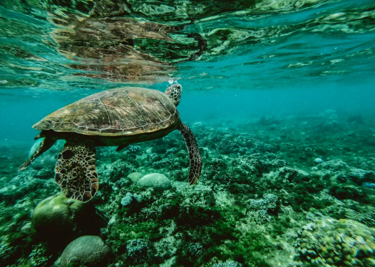 Une décision de justice pourrait sauver plus de 1 000 tortues marines par an
