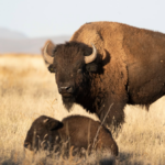 Au Mexique, 47 bisons réintroduits dans le désert de Chihuahua contribuent déjà à restaurer les sols