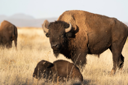 Au Mexique, 47 bisons réintroduits dans le désert de Chihuahua contribuent déjà à restaurer les sols