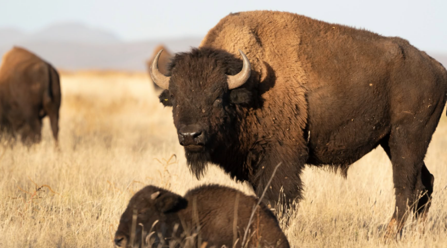 Au Mexique, 47 bisons réintroduits dans le désert de Chihuahua contribuent déjà à restaurer les sols