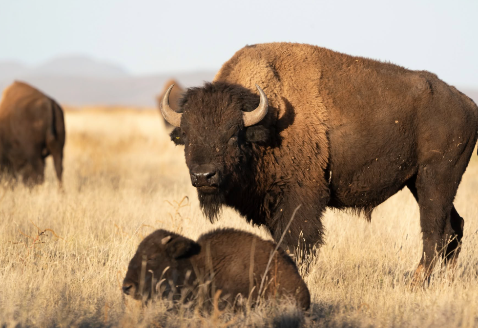 Au Mexique, 47 bisons réintroduits dans le désert de Chihuahua contribuent déjà à restaurer les sols