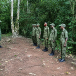 Au Nigeria, d’anciens braconniers protègent désormais la réserve forestière d’Omo.