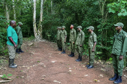 Au Nigeria, d’anciens braconniers protègent désormais la réserve forestière d’Omo.